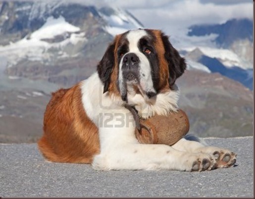 Amazing Animal Pictures St Bernard (1)