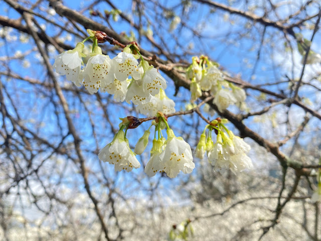 草坪頭櫻花