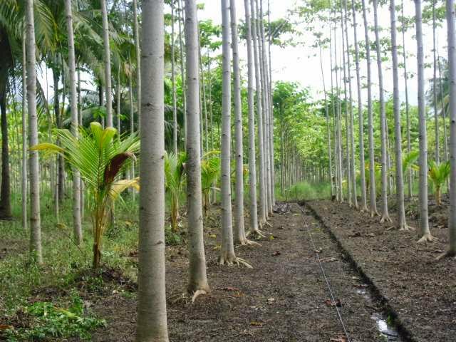 Tips Teknik Budidaya Penanaman Pohon  Jabon Omah Tips