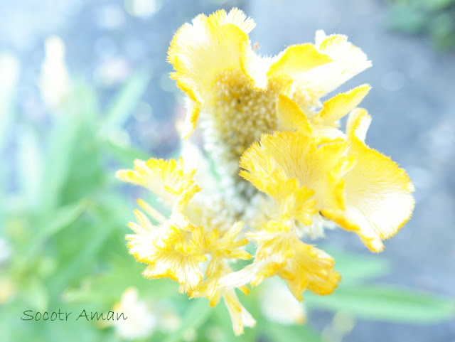 Celosia argentea