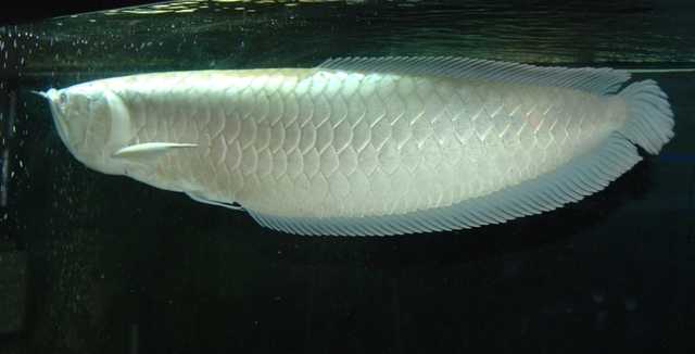 Ikan Hiasan Termahal Platinum Arowana Myrokan