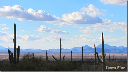 Desert museum_533