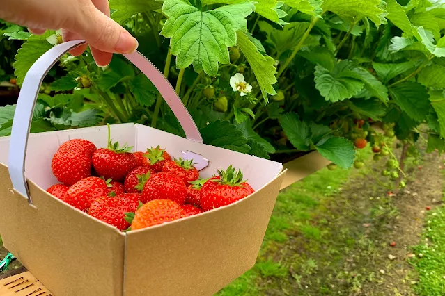 a cardboard punnet holding strawberries in front of rows of strawberry PYO plants