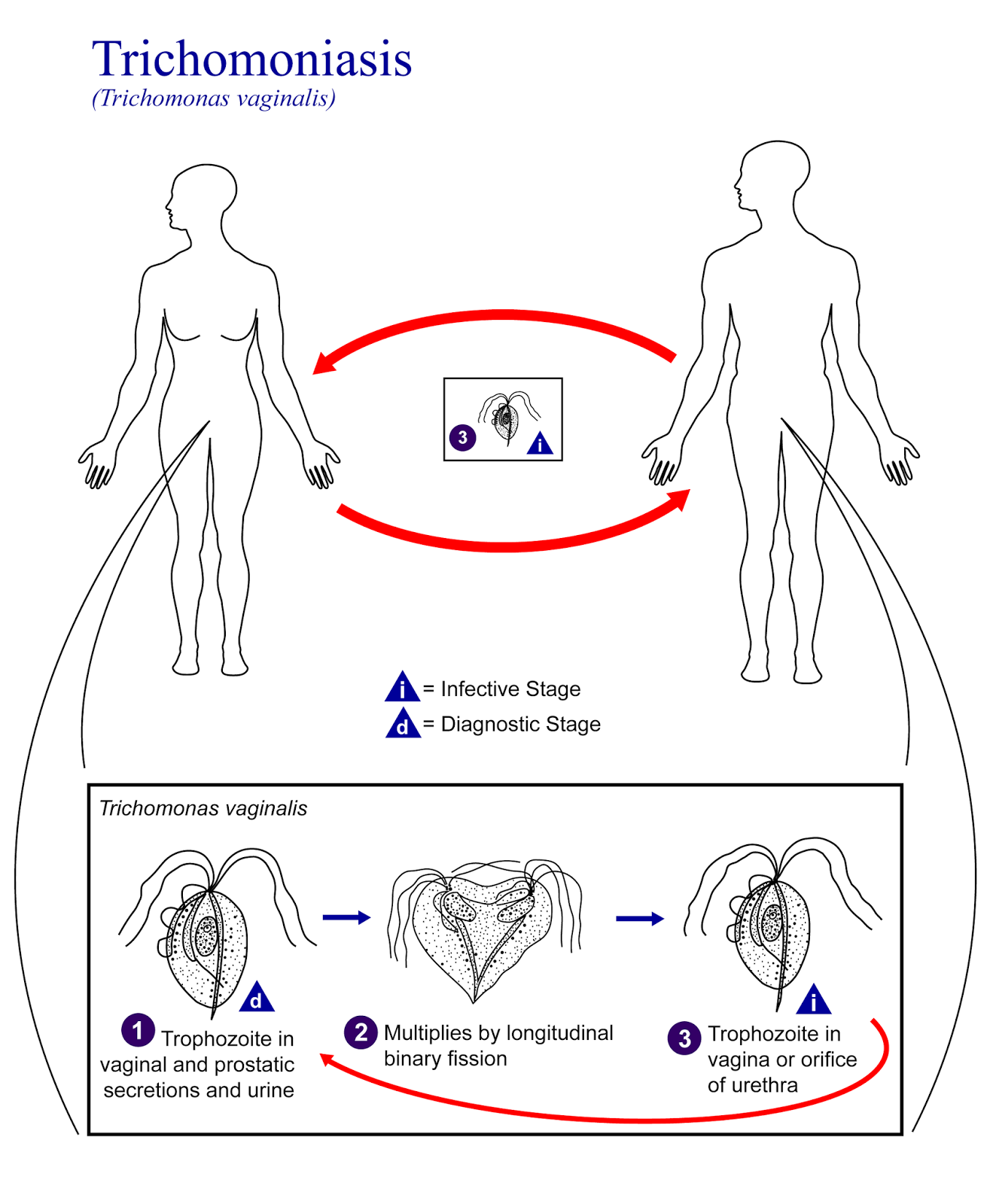 http://sehatmasakini.blogspot.com/2014/09/mengenal-penyakit-trichomoniasis.html