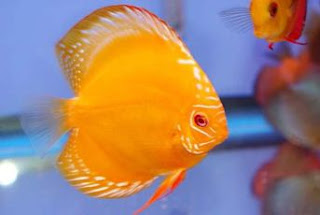 Ikan Discus dan Jenis Ikan Discus Termahal