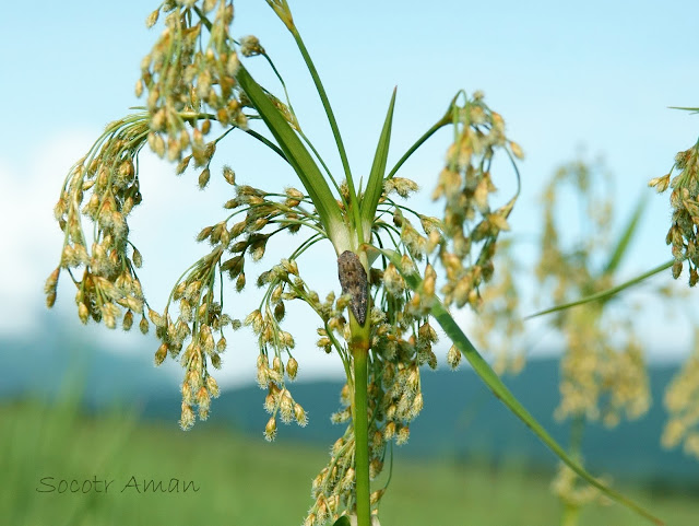 Aphrophora major