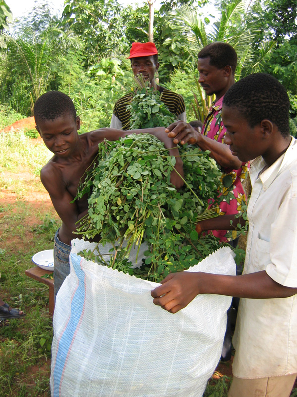 Moringa Documentary -