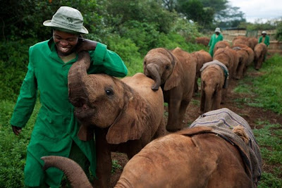 Kenya's Baby Elephant Orphanage Seen On www.coolpicturegallery.us