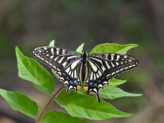 Chinese Yellow Swallowtail in Wangling Park