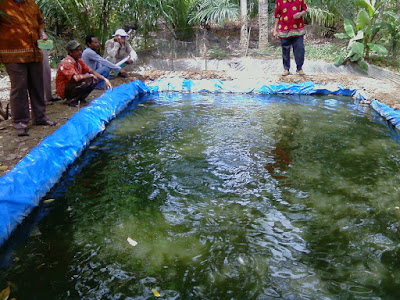 Cara Budidaya Ikan Nila Di Bak Terpal Untuk Pemula