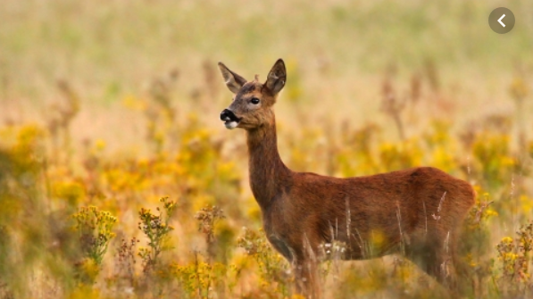 All new interesting facts about Deer