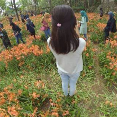 Bunga Amaryllis