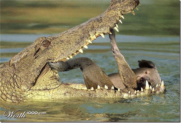Animais engraçados curiosos legais (16)