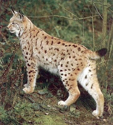 Lince Europea