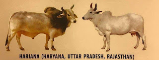  దేశియ గోమాత జాతులు - Holy Indian Cows