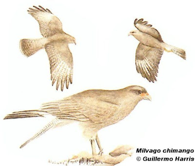 Chimango Milvago chimango