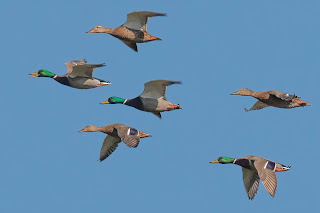 Mallard DFBridgeman