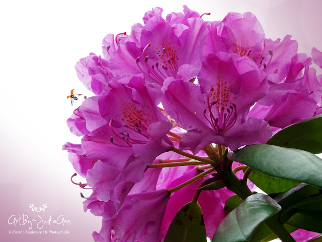 Pollinators On Pink Rhododendron
