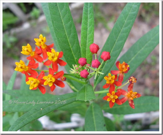 11-06-butterfly-weed