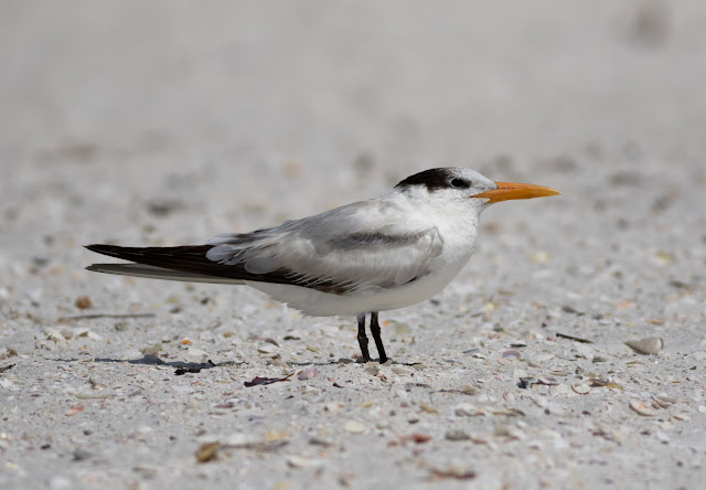 Royal Tern - Carlos Pointe, Florida