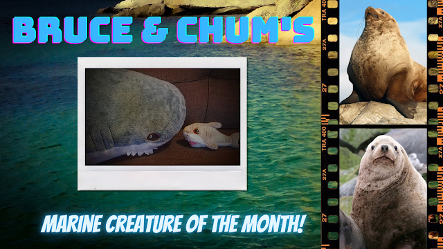 Bruce and Chum's MCotM banner featuring Stellar Sea Lions