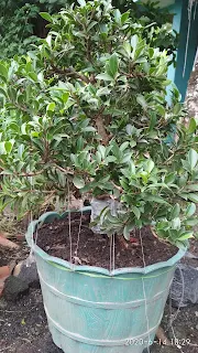 Sopir Truck Penggemar Bonsai Di Banjurmukadan, Buluspesantren, Kebumen