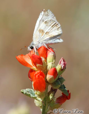 Northern White Skipper