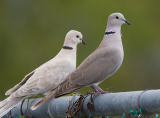 Eurasian Collared-Dove HD Wallpapers