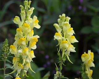 Spikes of toadflax flowers