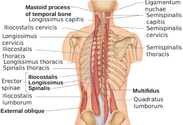 Anatomi Otot Toraks Longisimus Pada Otot Punggung Manusia Otot toraks longisimus merupakan otot yang memiliki fungsi sebagai ekstensi spina, lateral fleksi, dan depresi iga. Hal ini bisa terjadi diakibatkan oleh adanya perlekatan origo serta insersi pada otot ini ditubuh manusia dan juga didukung oleh karena adanya percabangan persarafan serta arteri. Maka dari itu artikel ini telah menuliskan bahasan dari anatomi otot toraks longisimus, untuk mengetahuinya dengan lebih mendalam silahkan di simak dengan sebagai berikut ini :  Origo Otot Toraks Longisimus Letak perlekatan origo dari otot ini berada di bagian tubuh : Berasal dari spina erektor dan permukaan posterior transversus serta prosesus aksesoris vertebra lumbar dan lapisan anterior aponeurosis lumbosakral  Insersi Otot Toraks Longisimus Letak perlekatan insersi dari otot ini berada di bagian tubuh : Prosesus transversus semua vertebra toraks dan di bawah iga 9 atau 10 diantara tuberkel dan sudut  Aksi atau Fungsi Otot Toraks Longisimus Aksi atau fungsi yang dihasilkan oleh otot ini adalah sebagai berikut : Ekstensi spina Lateral fleksi Depresi iga  Saraf Otot Toraks Longisimus Percabangan persarafan dari otot ini berasal dari nervus : Saraf spina cabang primer dorsal  Arteri Otot Toraks Longisimus Percabangan perdarahan atau pembuluh darah dari otot ini berasal dari arteri : Aorta toraks (cabang)  Nah itu dia bahasan dari anatomi otot toraks longisimus pada otot punggung manusia. Melalui bahasan di atas bisa diketahui mengenai anatomi origo, insersi, aksi atau fungsi, saraf, dan arteri dari otot ini. Mungkin hanya itu yang bisa disampaikan di dalam artikel ini, mohon maaf bila terjadi kesalahan di dalam penulisan, terimakasih telah membaca artikel ini."God Bless and Protect Us"