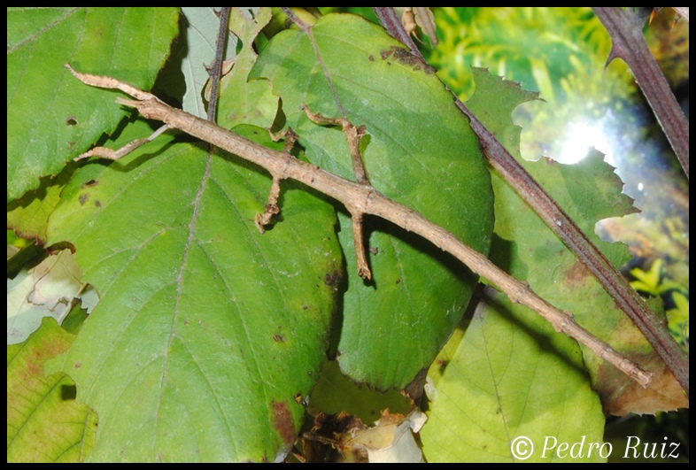 Ninfa hembra L5 de Achrioptera manga, 8 cm de longitud