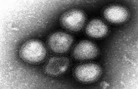 OMS: infecção humana com vírus da gripe aviária A ( H7N9 ) - China