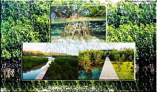 Fungsi dan Manfaat Penting hutang mangrove