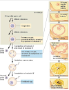 What is Oogenesis | prenatal and postnatal stages of oogenesis