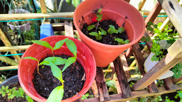 Semai Pokok Daun Kesum dan Daun Pudina untuk Kawan