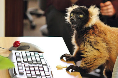 Primate trabajando en un proyecto de Software