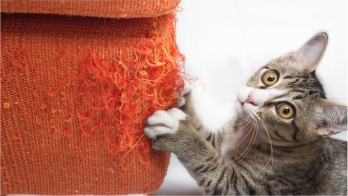 Consejos para evitar que los gatos arañen los muebles de la casa