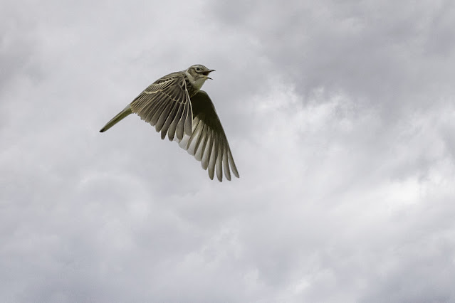 大空で囀るヒバリ　宮城の野鳥
