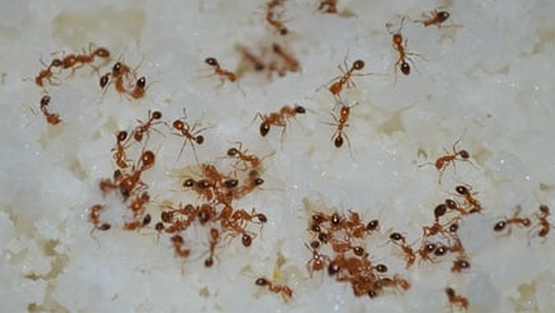 Get rid of ants in garden naturally