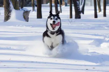 Can Huskies Get Cold