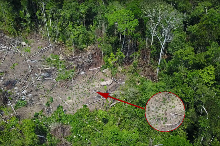 Misteri Suku Terasing di Hutan Amazon yang Tak Tersentuh Peradaban