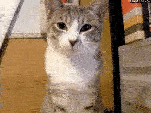 Cat GIFs Seen On www.coolpicturegallery.us