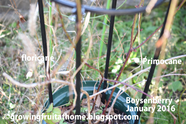 ブラックベリーのボイセンベリーの冬の茎