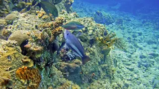 Parrot fish amongst the coral reef.