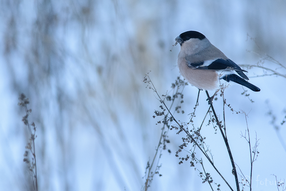 Leevike, Pyrrhula pyrrhula, Northern European bullfinch, Eurasian, finch