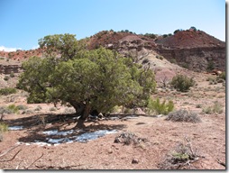 2012-04-15 Petrified Wood, Fry Canyon, UT (58)