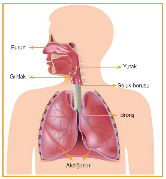 Alt Solunum Yolları ve Anatomisi