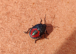 A colourful beetle