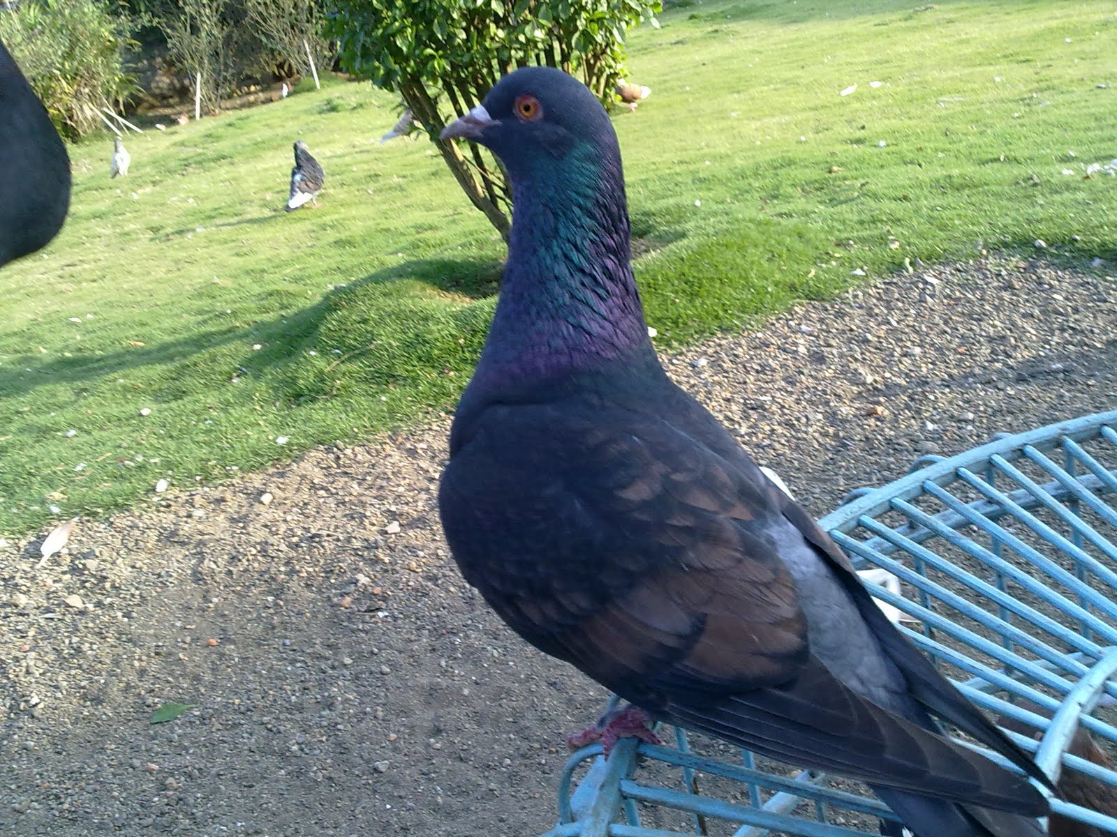 Burung Dara Aduan Burung Dara Hias Cantik GambarBinatangCom