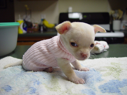 Toy Dog Puppies Pictures